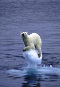 Populasi beruang kutub dan pinguin akan berkurang